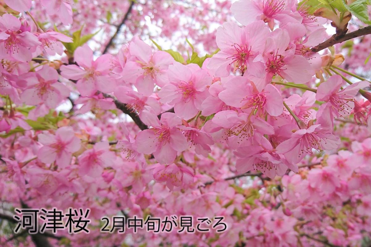 伊豆稲取テラス-寛道- - Housity
