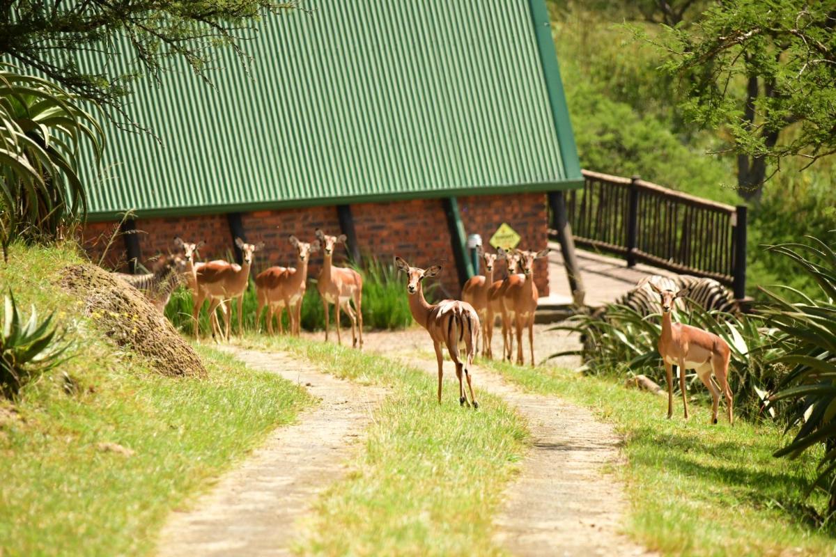 Bonnie View Game Lodge - Housity