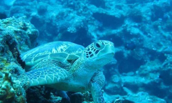 福緣白龍宮海景 - Housity