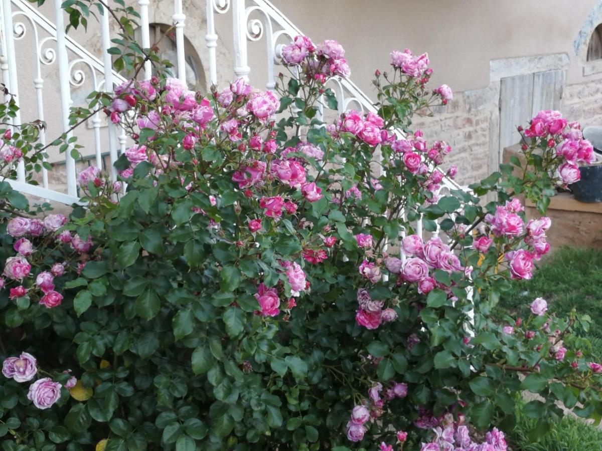 Pivoines - Housity