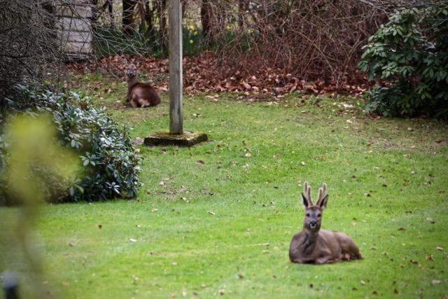 The Cabin at The Oaks - Housity