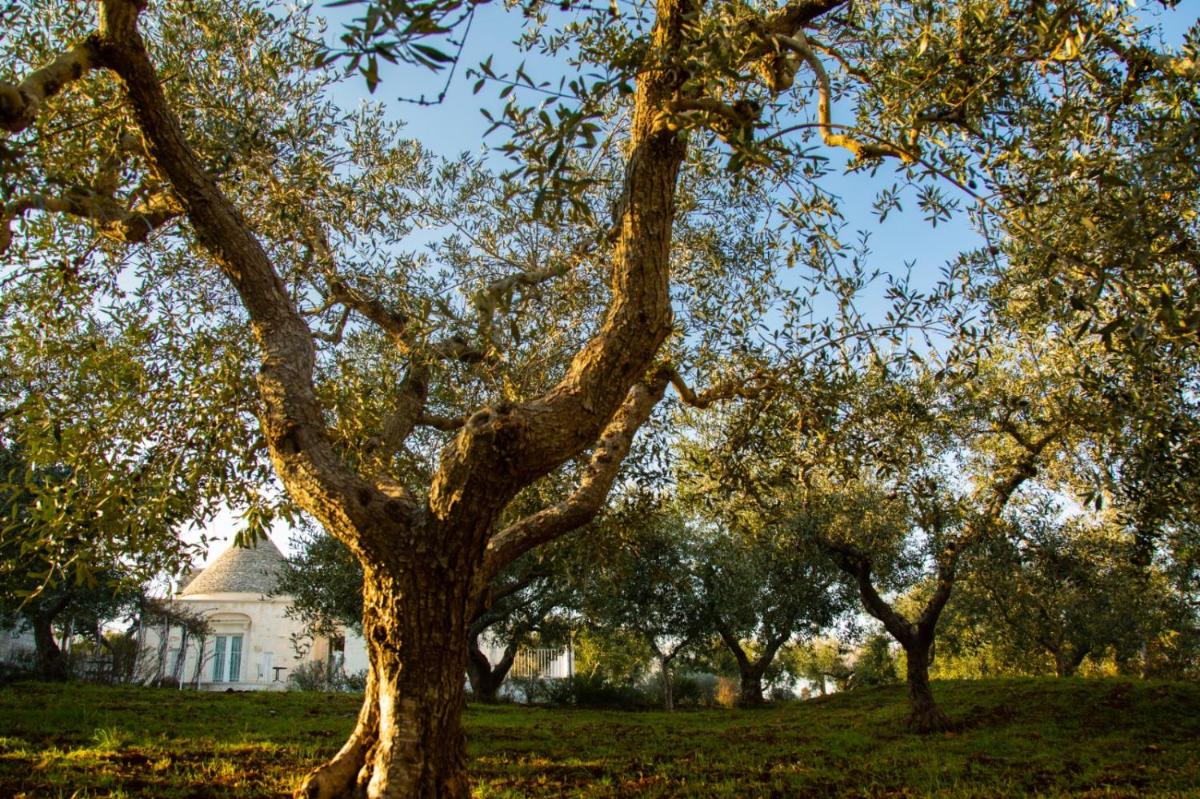 Trullo dei maestri - Housity