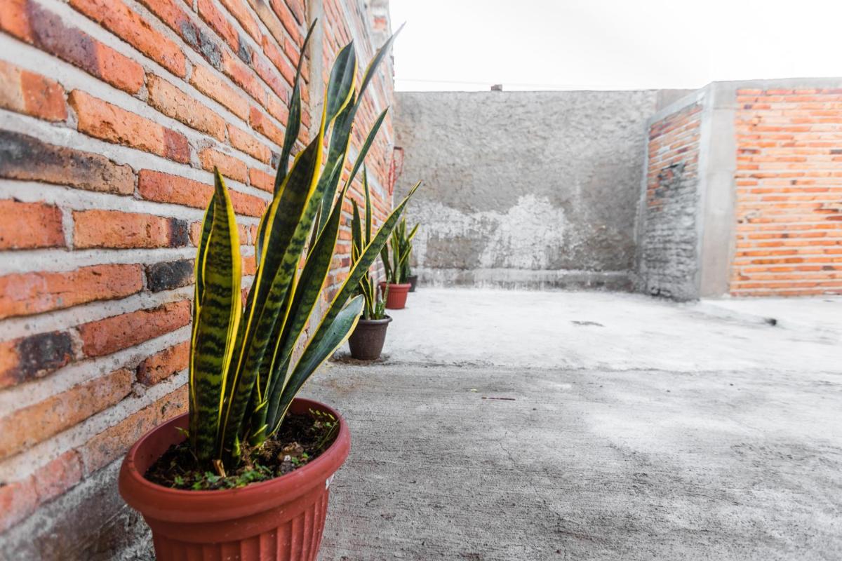 Departamento LILY en el centro de Tequila - Hizvo