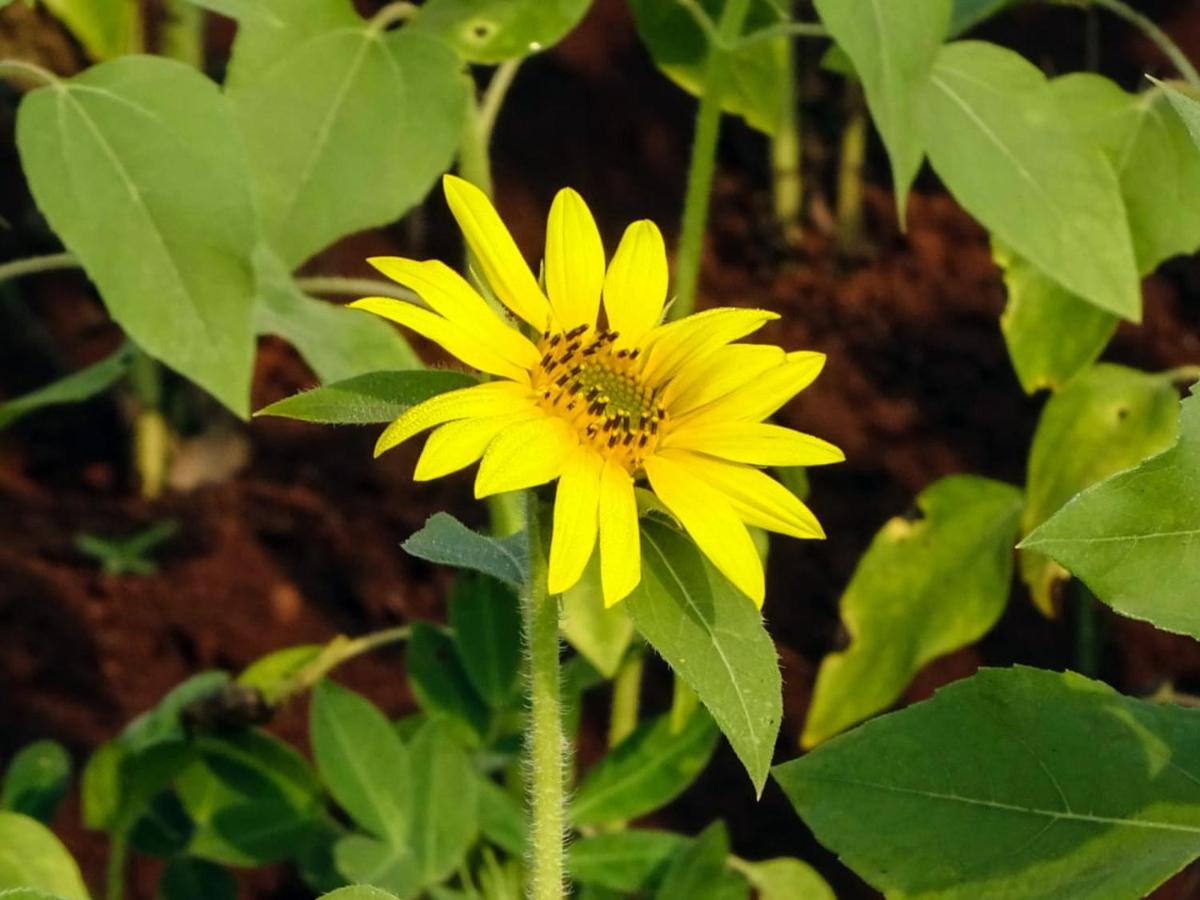 AARYA FARM - Housity