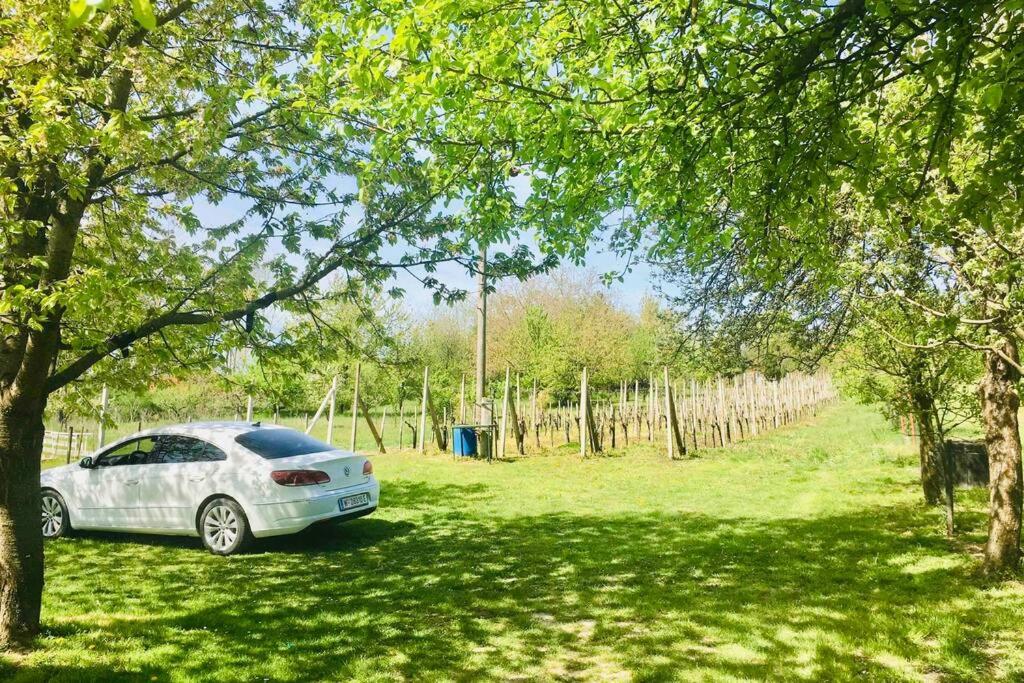 Vineyard, house with sauna, peace, self-check-in.. - Housity