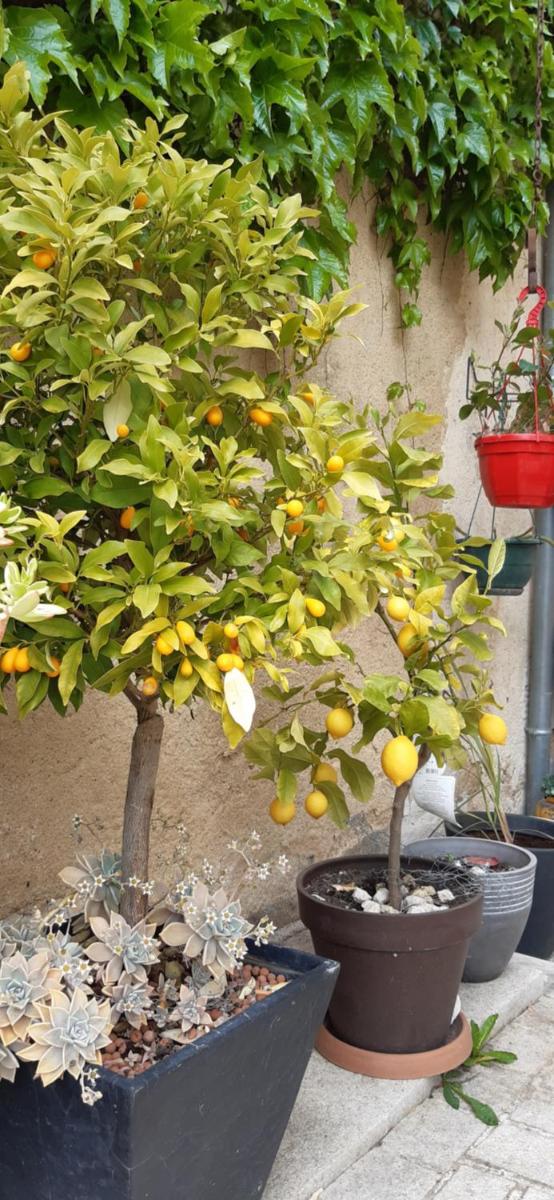 Moulin de Ringère - Housity