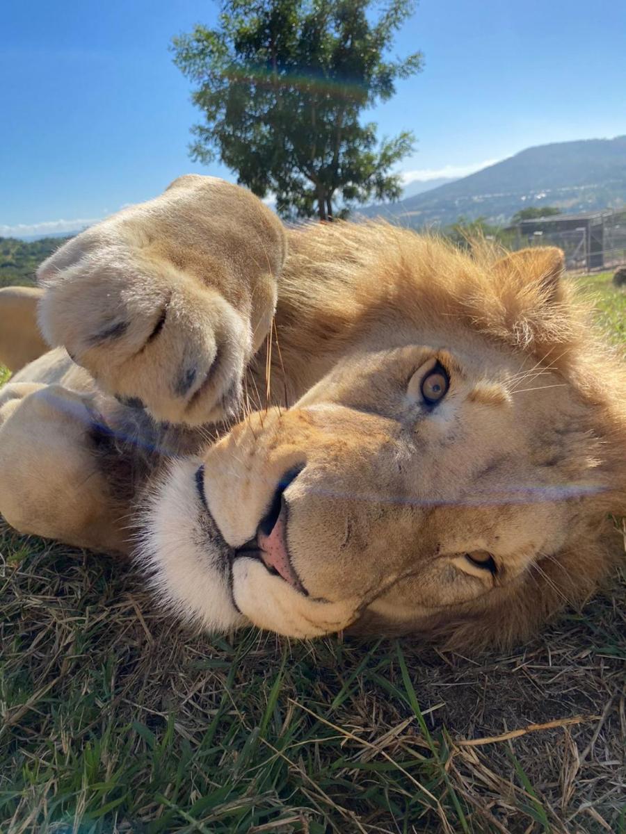 Pumbaa Wildlife Park & Accommodation - Housity