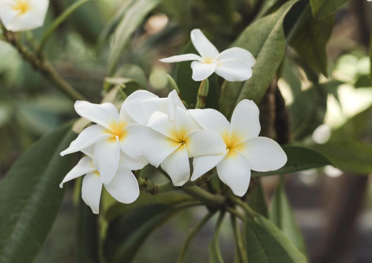 Imagen de la galería de Bohemia Suites & Spa - Adults Only, en Playa del Inglés