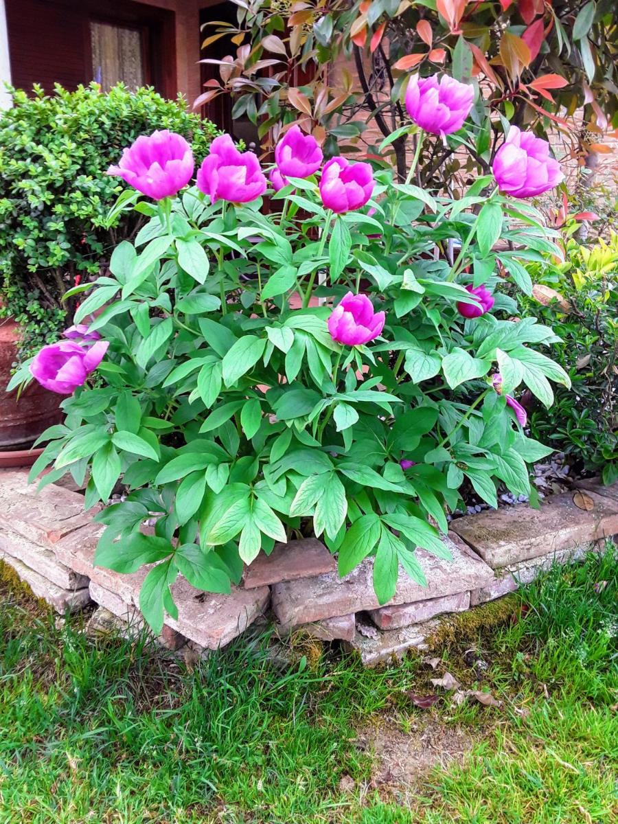 B&B LA ROSA GIALLA - Housity