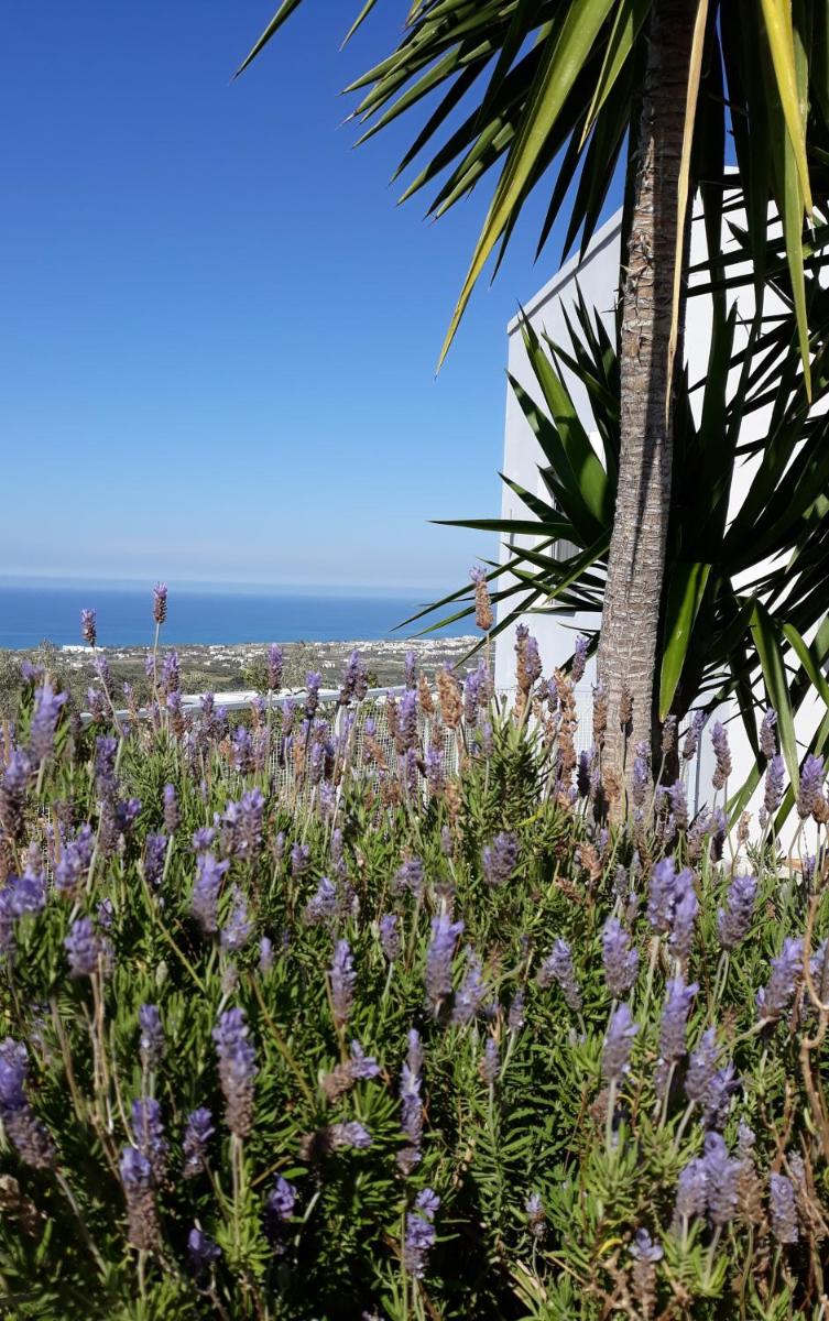 ALKYONI - Stavi's Guesthouse - Housity