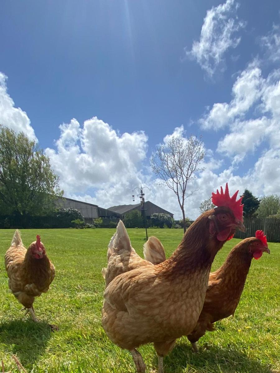 Treveighan Farmhouse - Housity