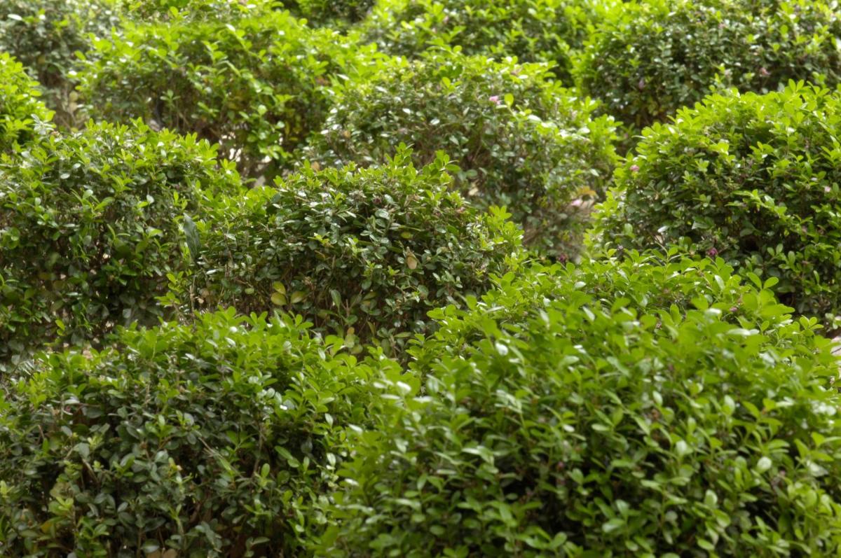 Jardin de l'établissement L'Hôtel Particulier