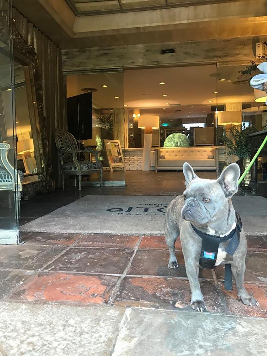 Mascotas con sus dueños en Hotel Luze El Toro