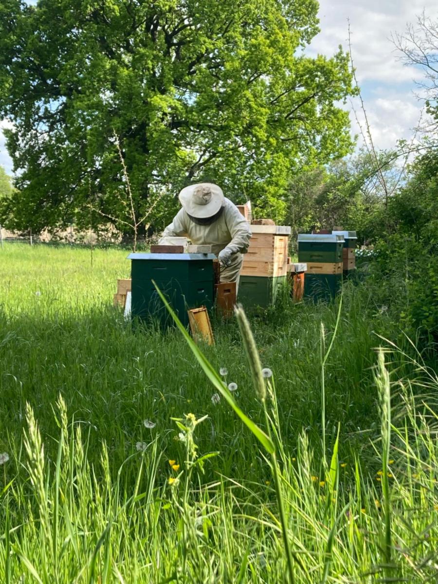 Gästehaus zur Bienerei - Housity