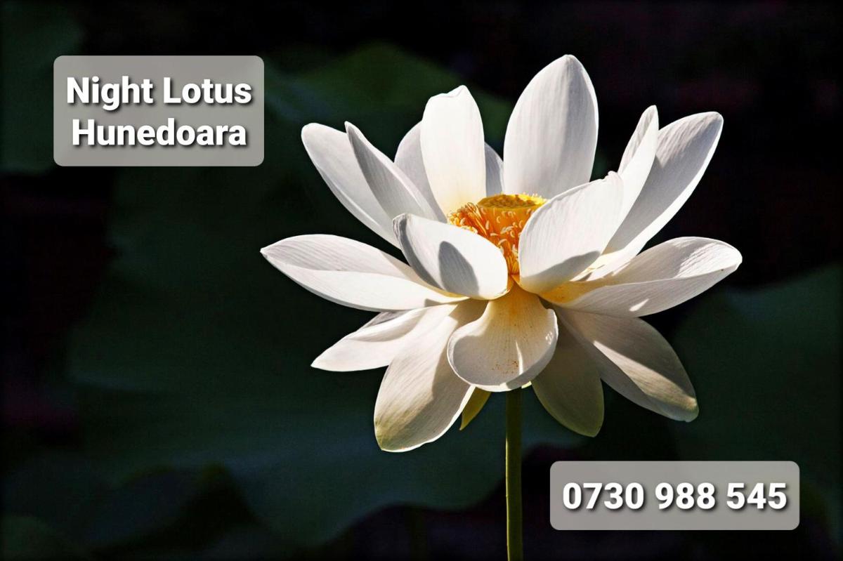 Night Lotus - Housity