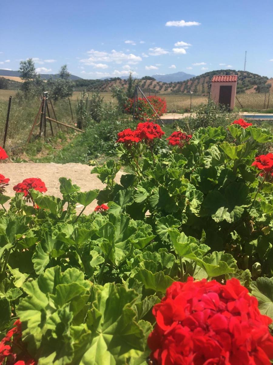 Oasis of peace in the stunning Andalusian Countryside - Housity