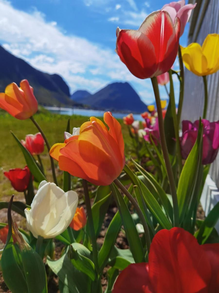 BanPim Beachside Lofoten - Housity