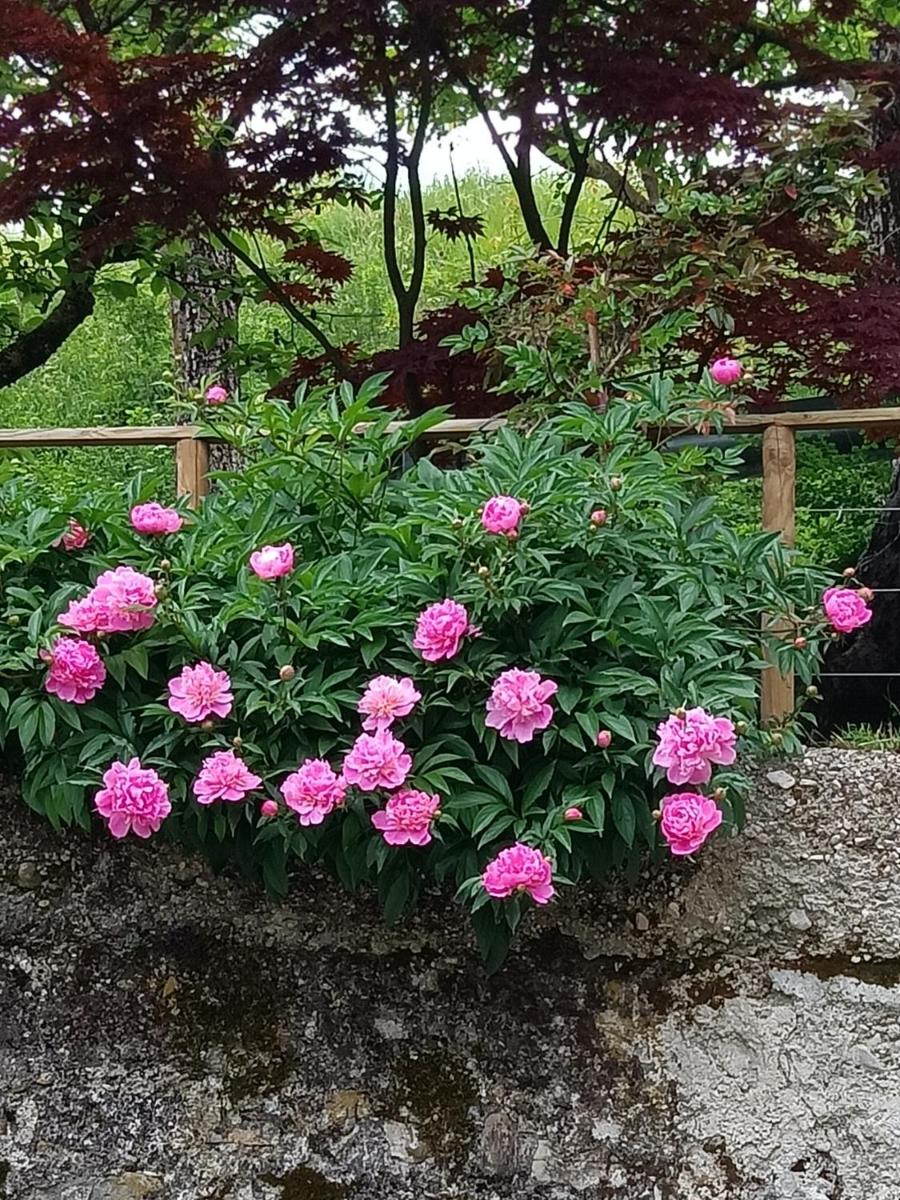 B&B AL VECCHIO CARPINO - Housity