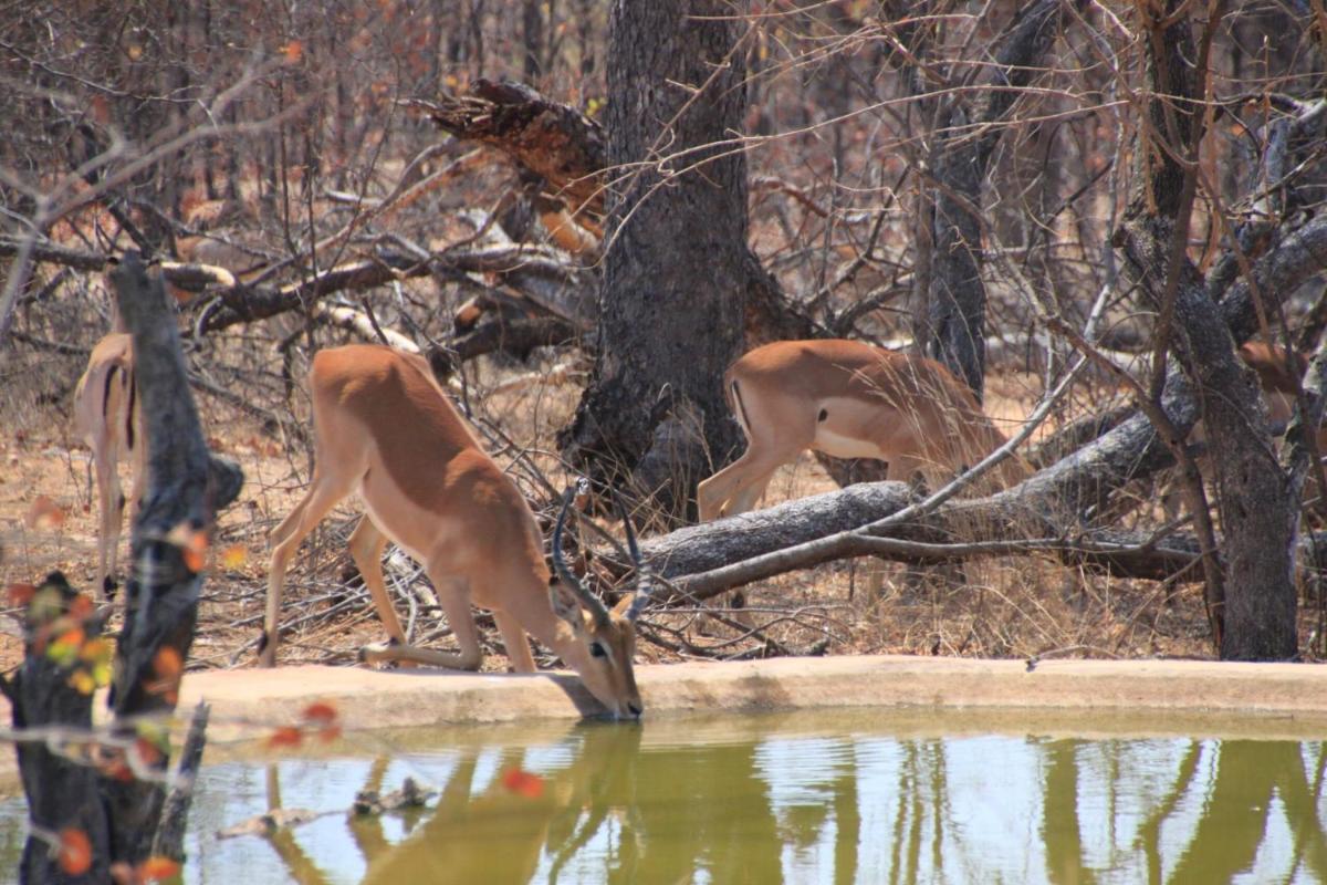 Suitetrails - Thula Private Lodge