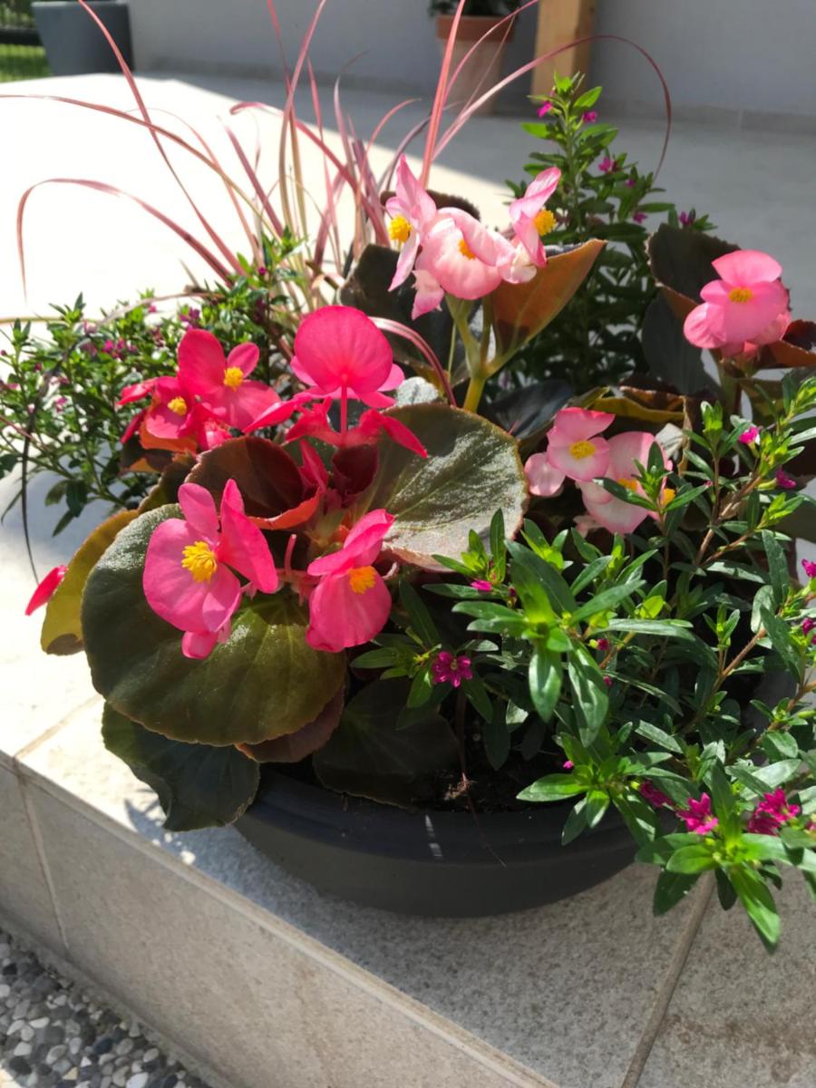 Apartment Green Paradise - Housity