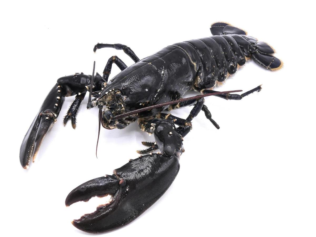 Animaux dans l'hôtel ou à proximité