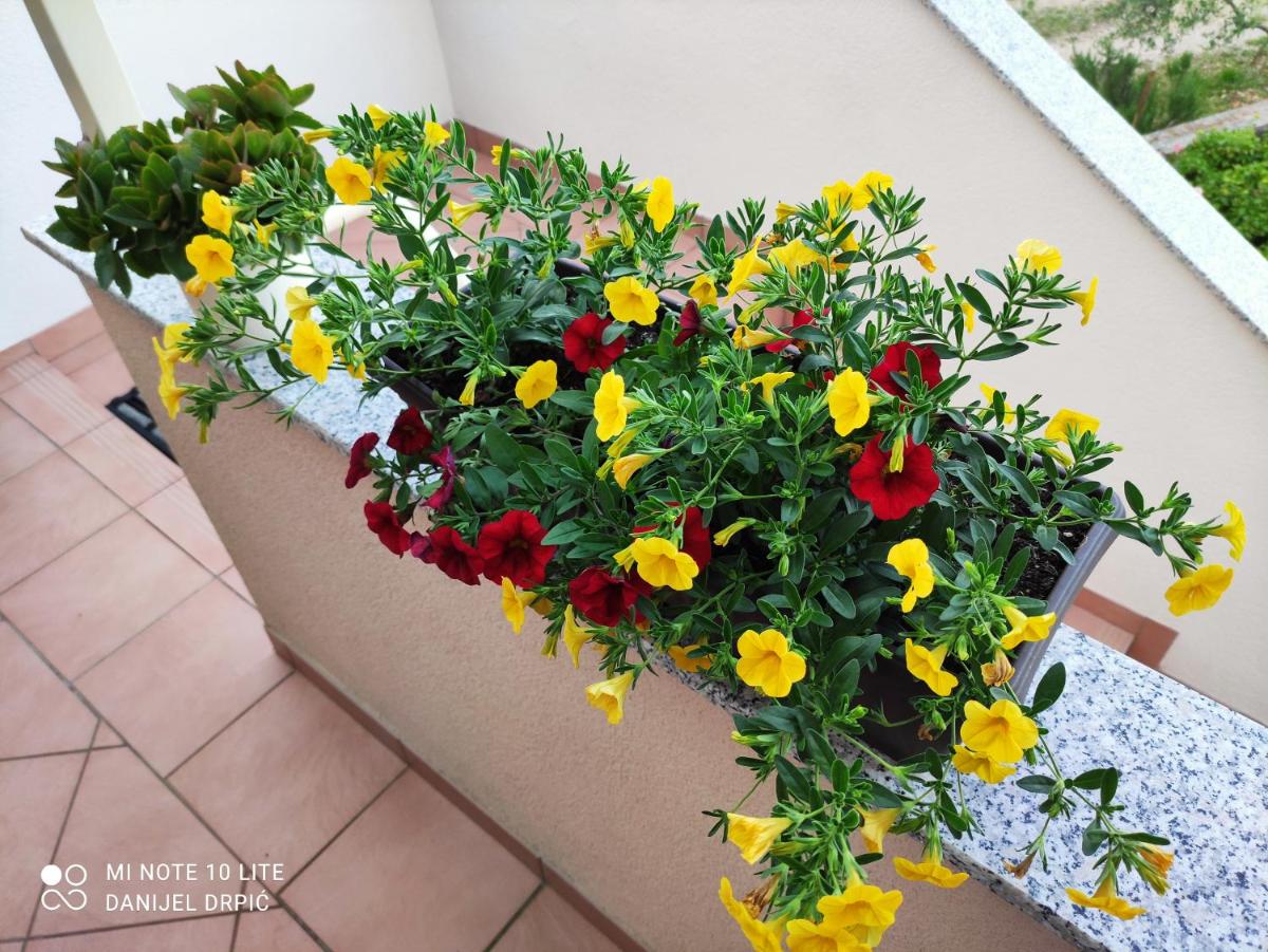 Apartments Drpic - Housity