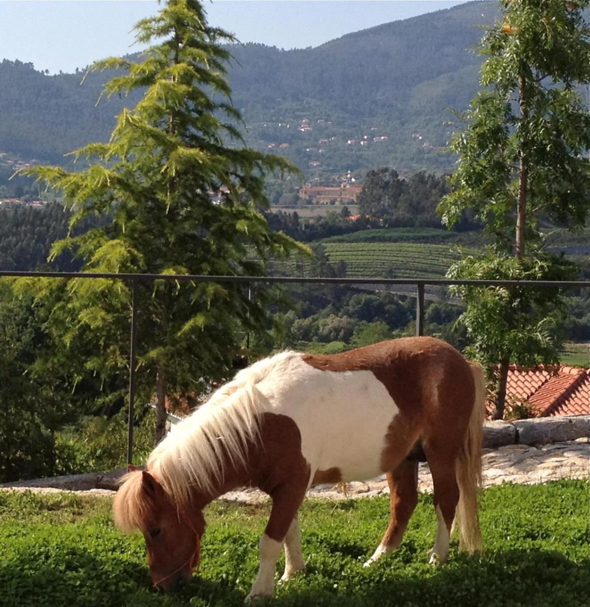Animais no hotel ou nos arredores