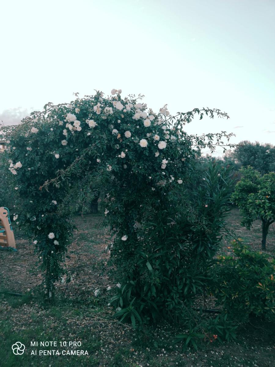 La Casa Delle Rose 2 - Housity