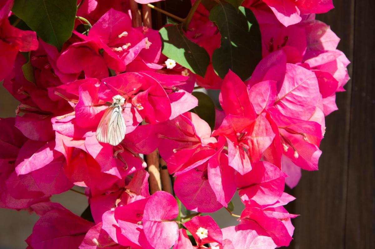 asfodelo ristorante di campagna - Housity