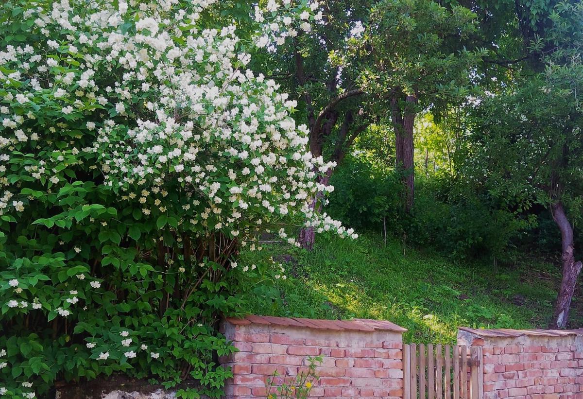 Casa Sighisoara56 - Housity