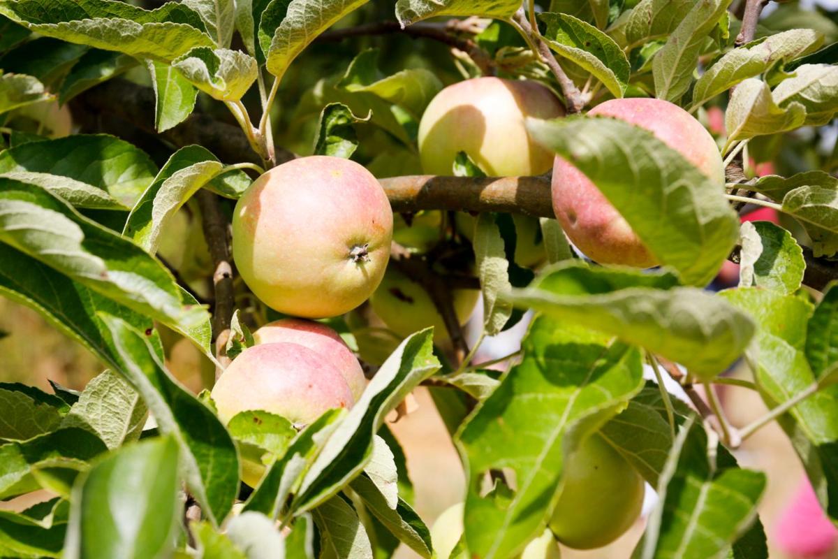Ferienwohnung in der Ciderwirtschaft - Housity