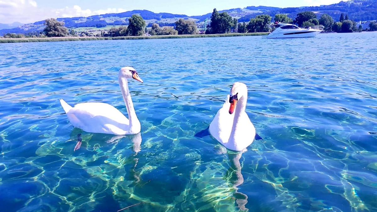 Schönes Studio in Arbon am Bodensee Neu Klimatisiert ! - Housity