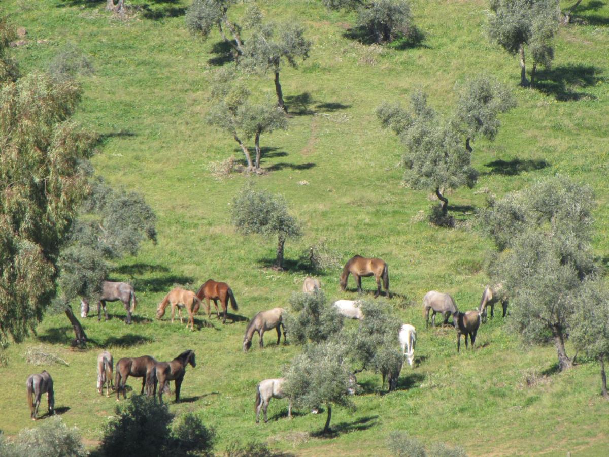 Cortijo "Era Grande 2" - Housity