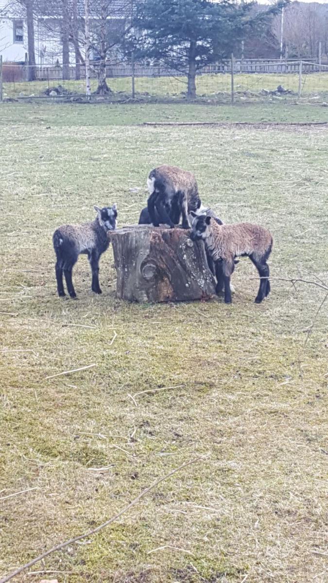 Kjørsvik Øvre - Housity