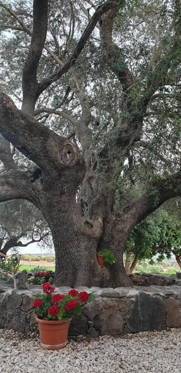 Agriturismo Su Barcu - Housity
