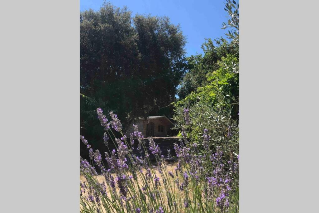 Ma petite cabane Gites des oliviers - Housity