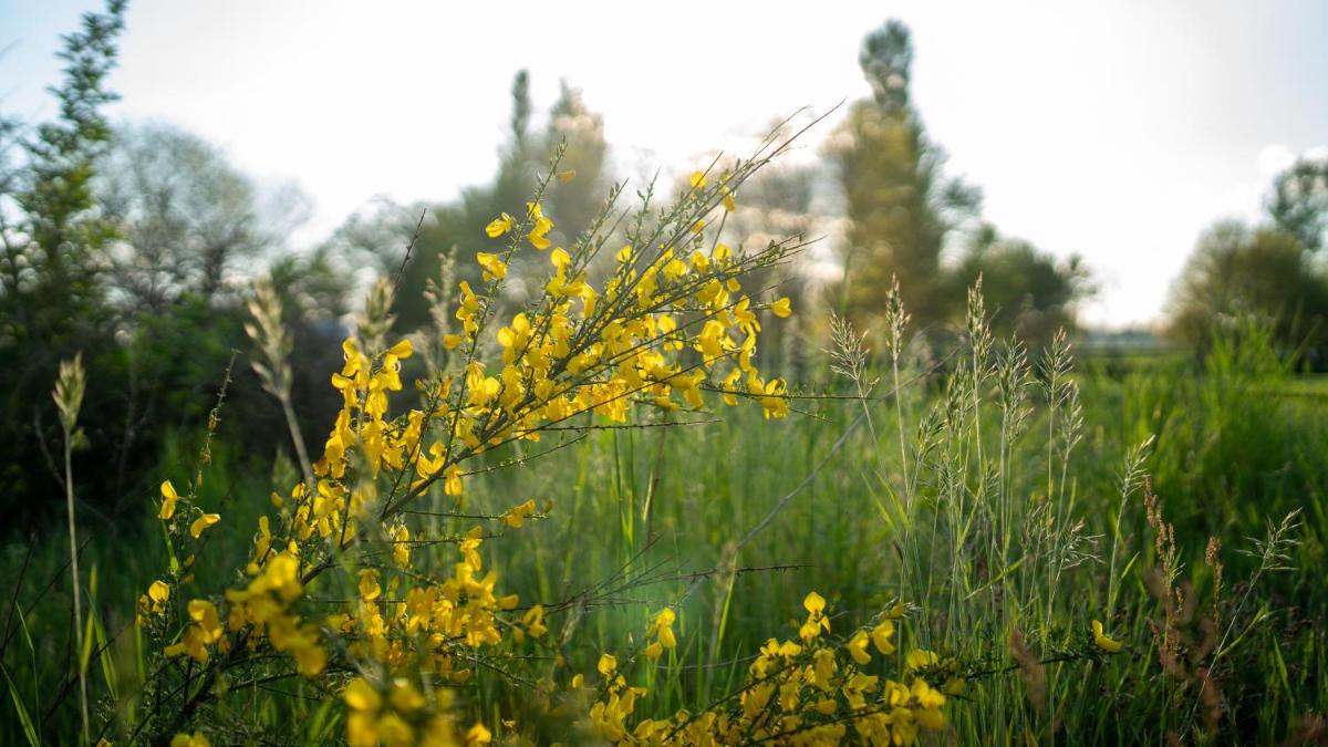 Gipsy Home - Housity