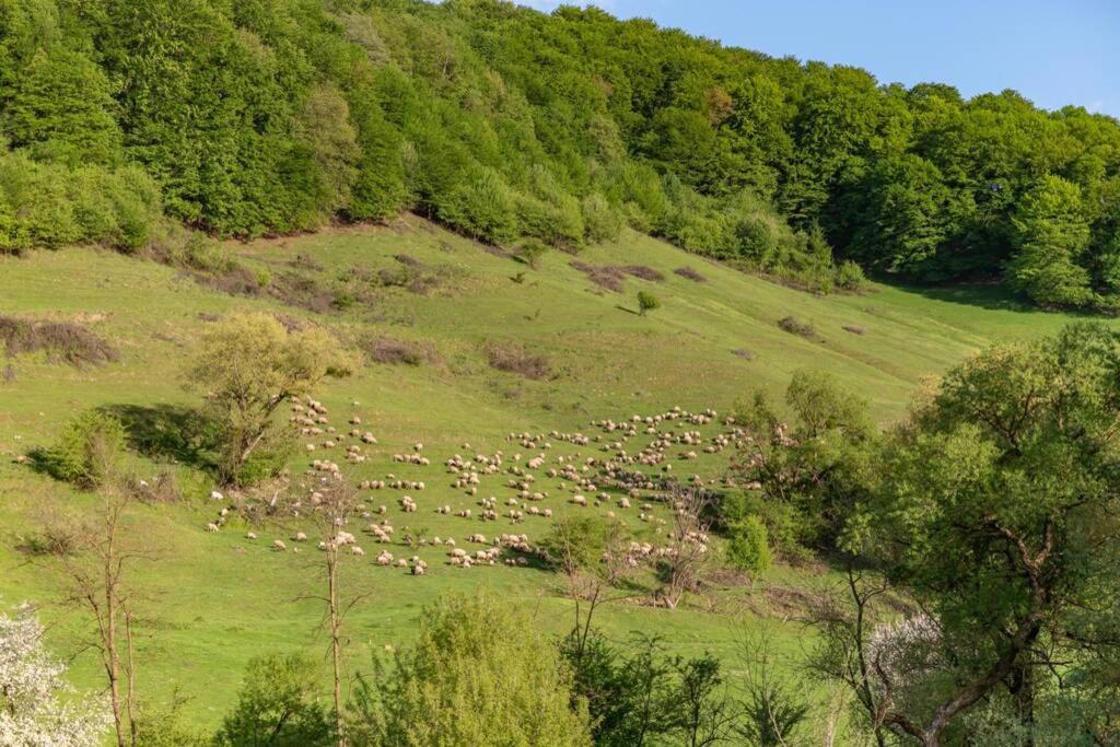 Experience Transylvania Stejăreni 106 - Housity