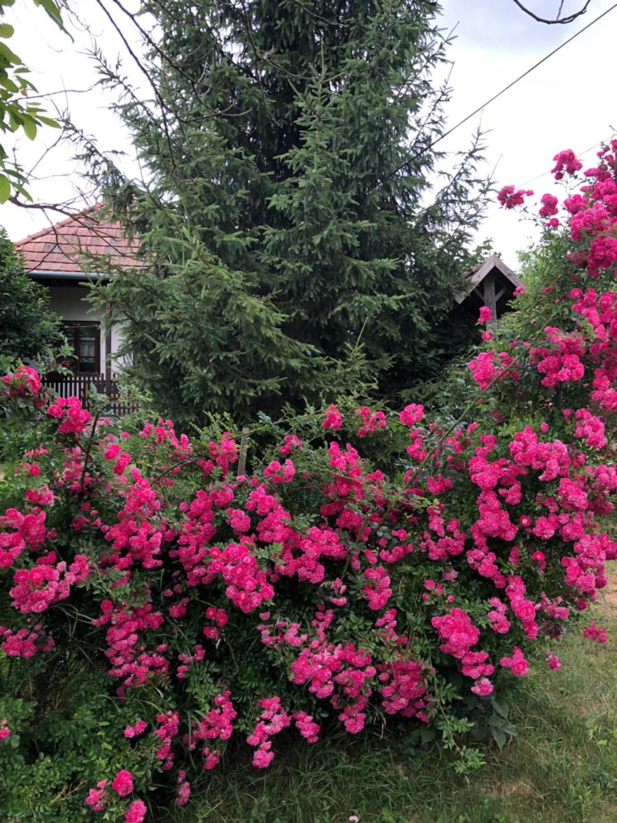Liliána vendégház - Housity