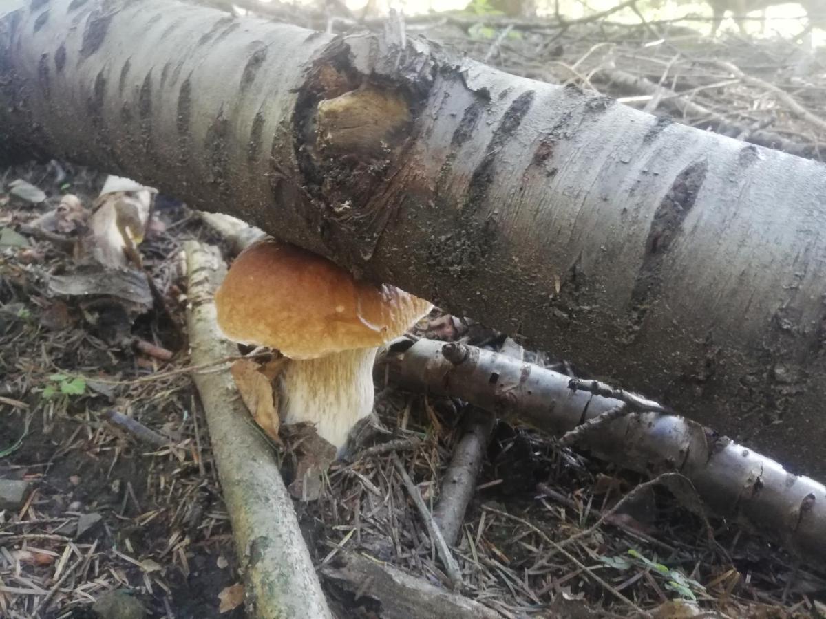 ORLIK - pokoje gościnne - Housity