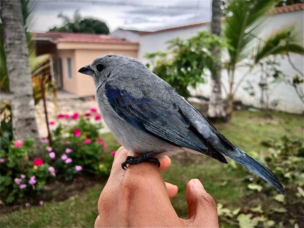El Bongo de Chinauta - Housity