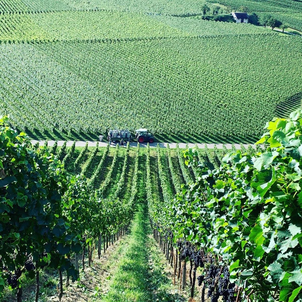 Rüdlins-Winzerhof - Housity