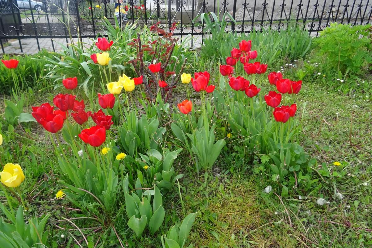 Borostyán Vendégház - Housity