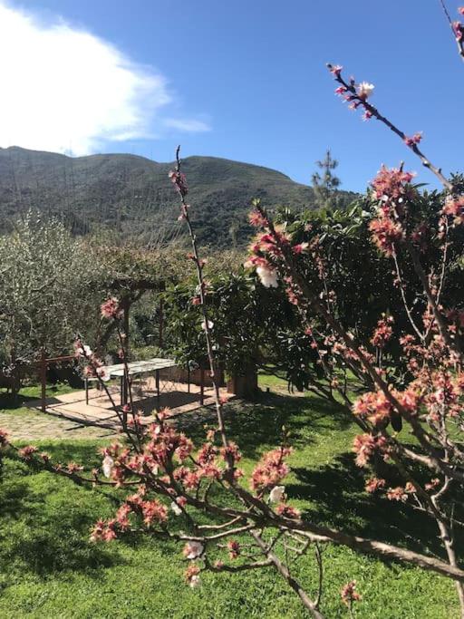 Suitetrails - Villa Storica tra gli ulivi - vista mare