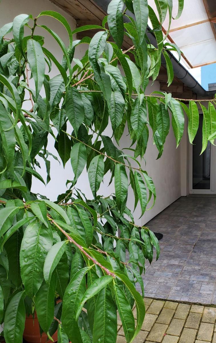 Apartman Starý Liskovec - Housity