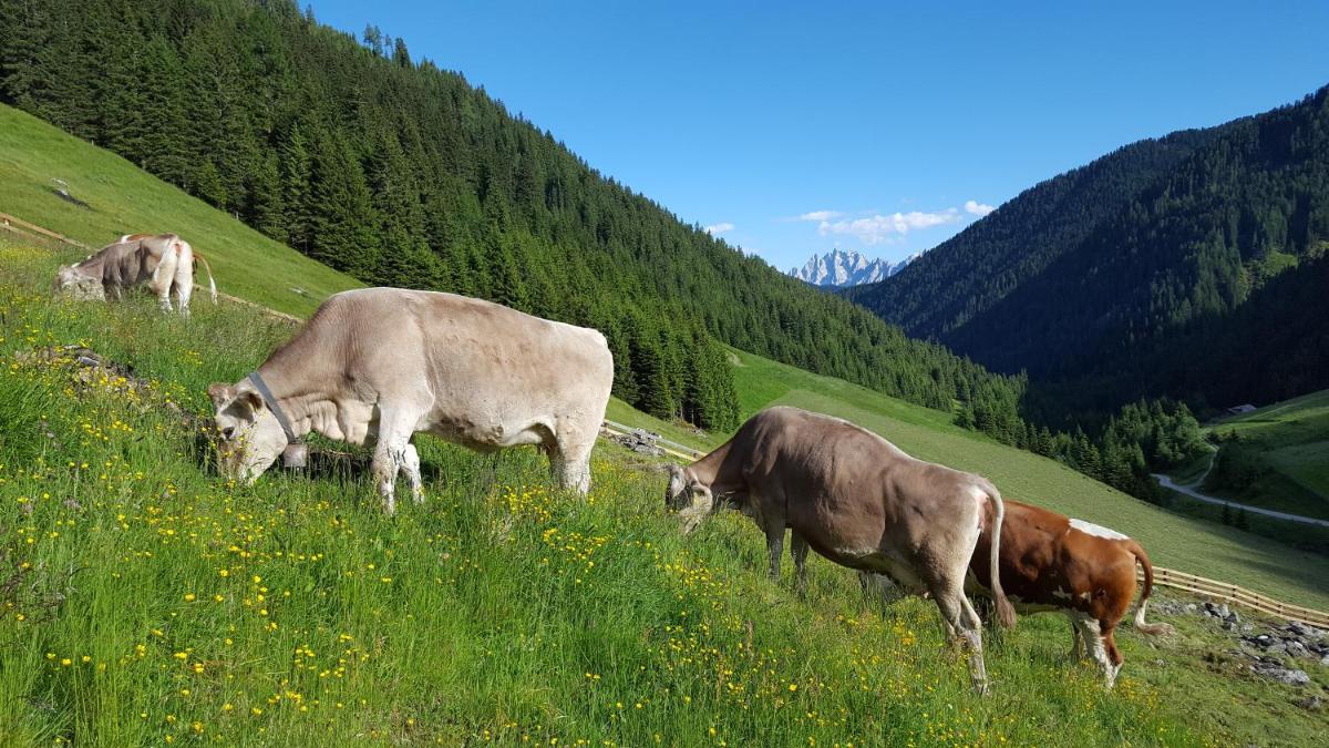 Gallfallalm - Housity