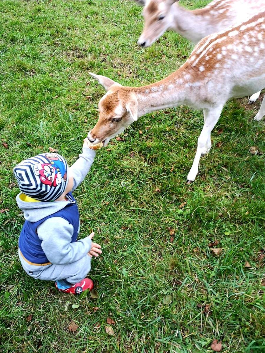 OAZA SPOKOJU NA FERMIE JELENI SLOW LIFE APARTAMENTy - Housity