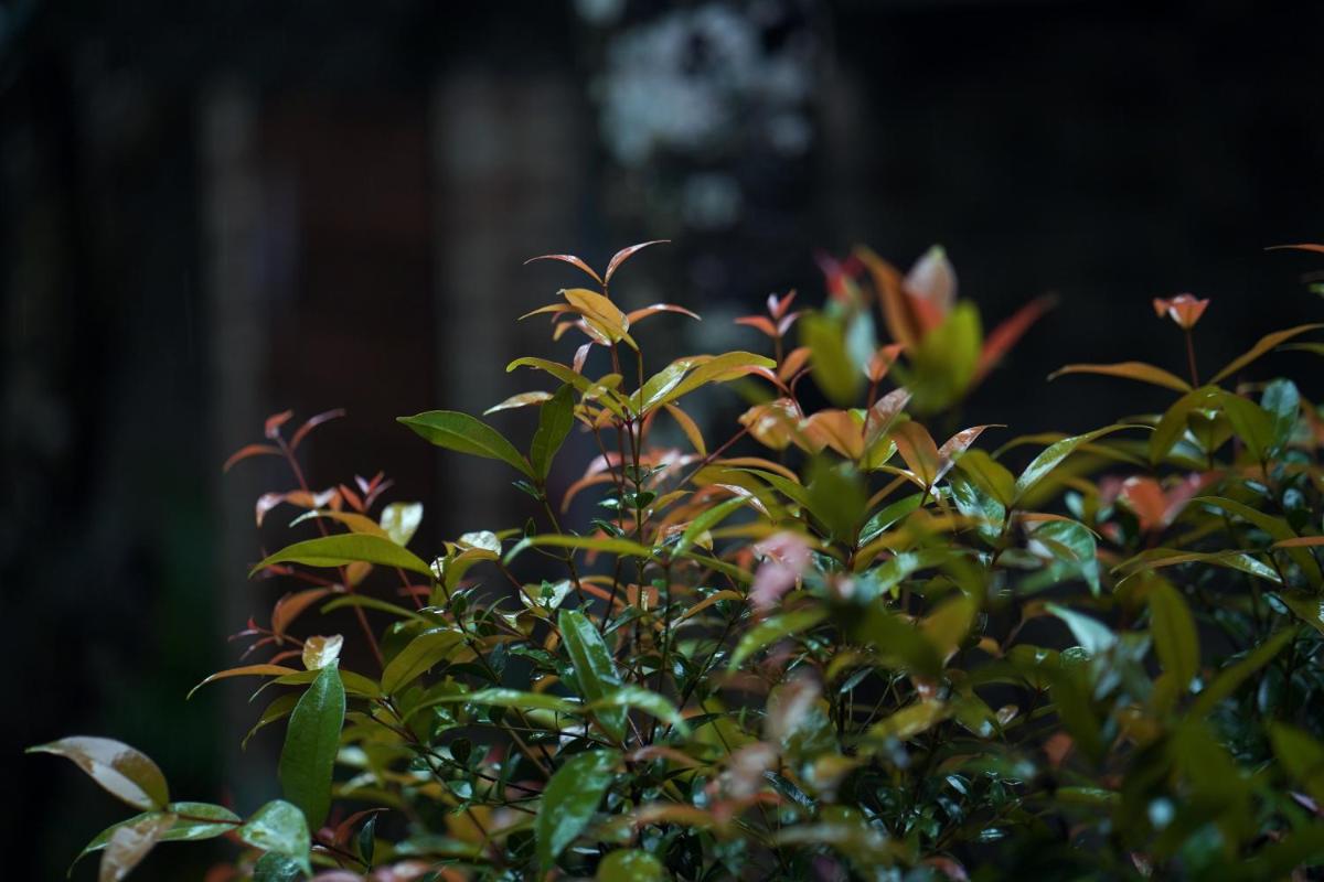 a bush with green leaves and red flowers at Elephant Passage in Munnar