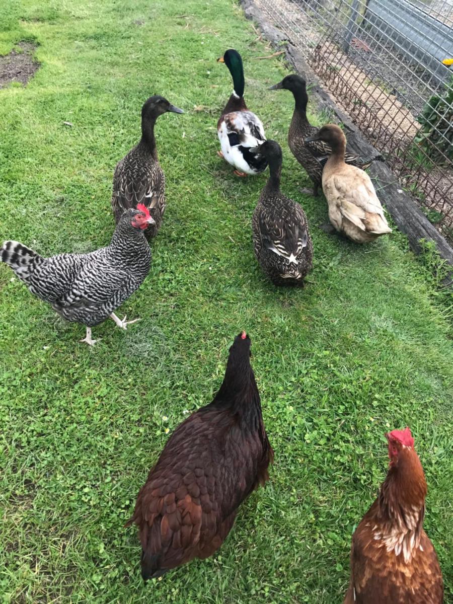 Langleys Port Campbell Hobby Farm - Housity