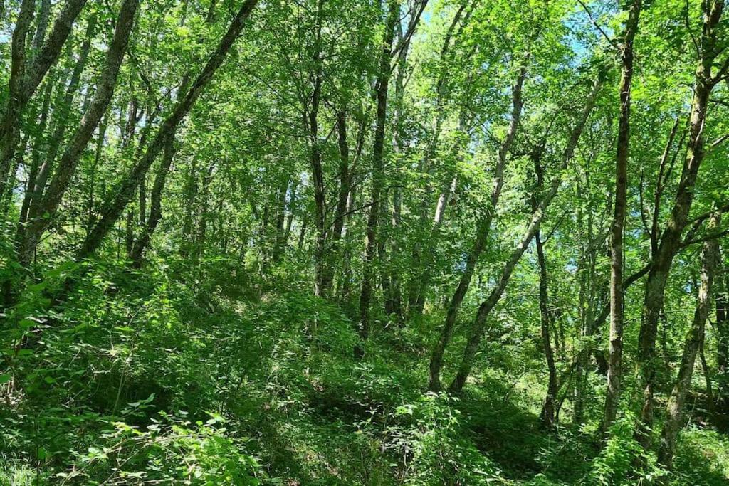 Huis te huur in de natuur - Housity